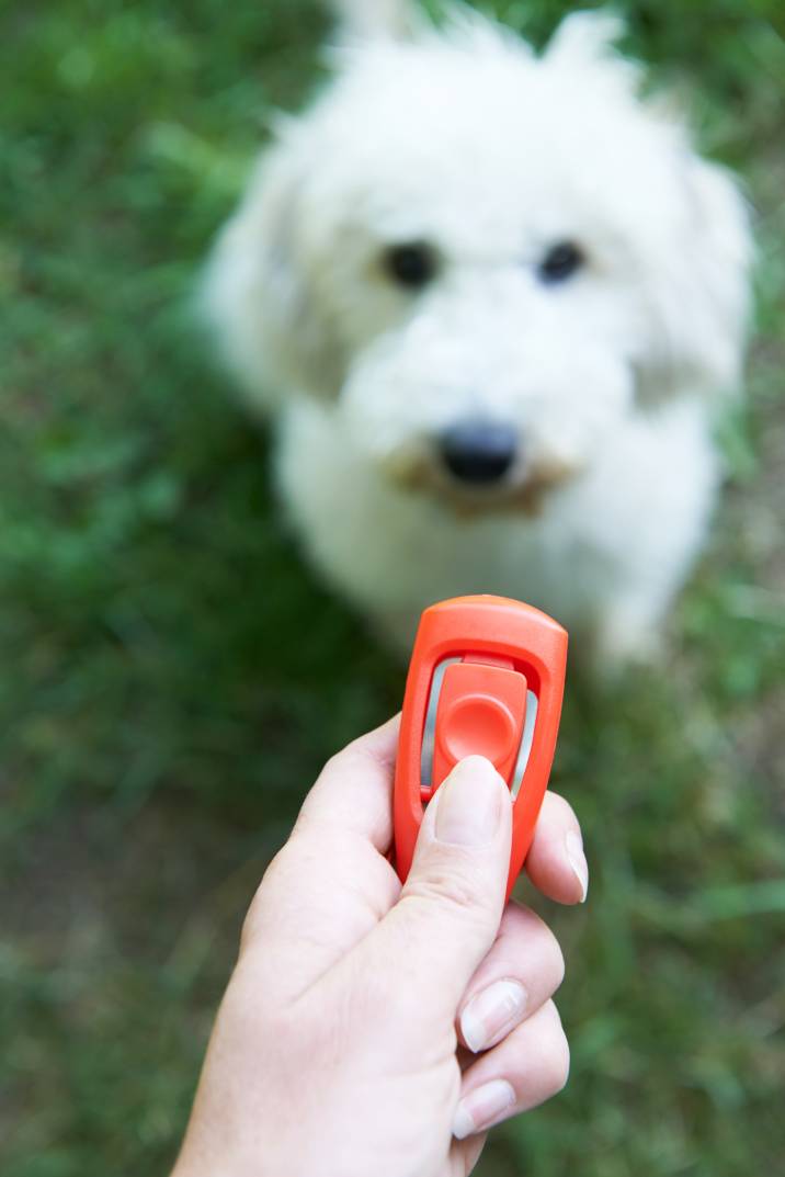 clicker training a dog 