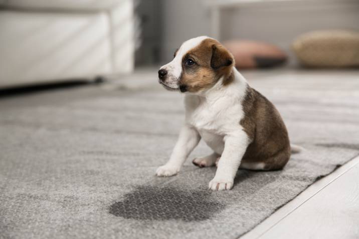 puppy sitting near wet spot on carpet