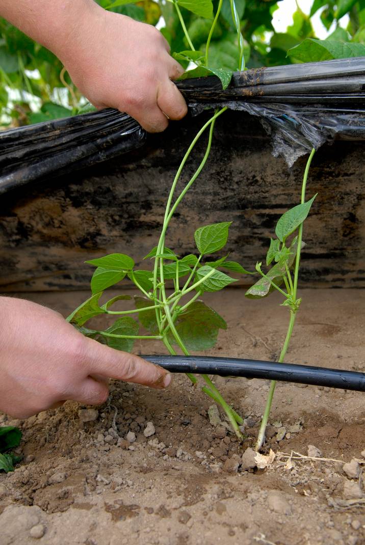 a man installing an irrigation system for growing plants