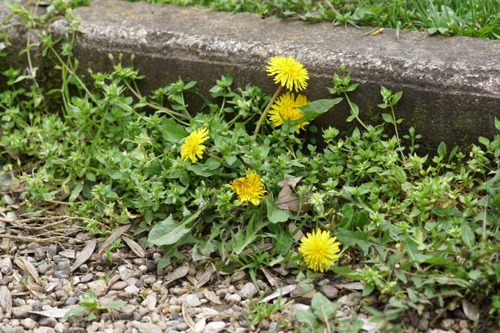 Common weeds growing on a garden