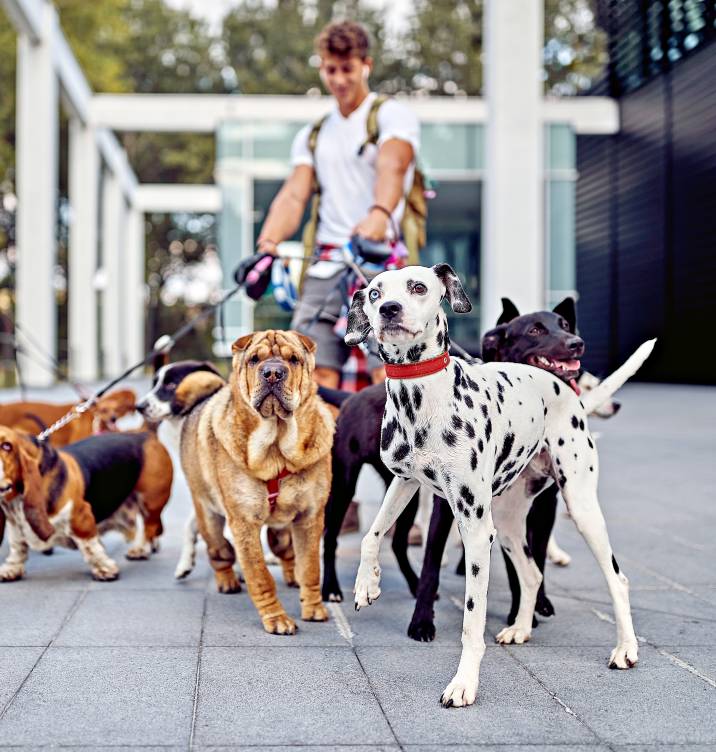 Dog walking cost - Professional dog walker handling multiple dogs in an urban setting