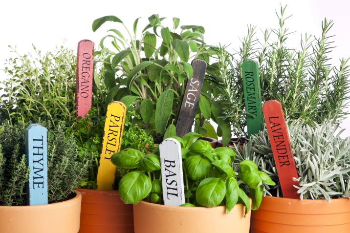potted herbs with labels