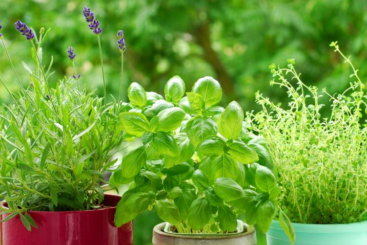 fresh herbs in potts