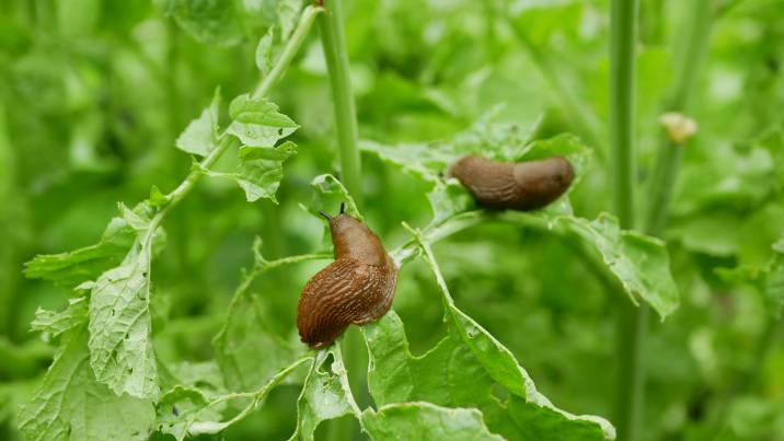 slugs eating ripe plant crops