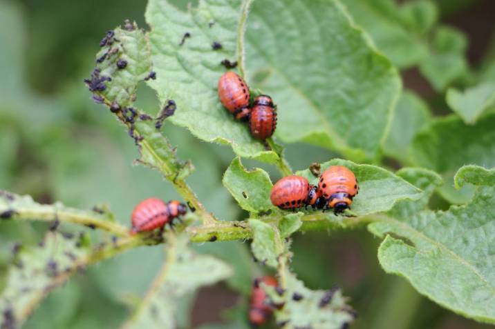 red Colorado potato beetles on green potato leaves