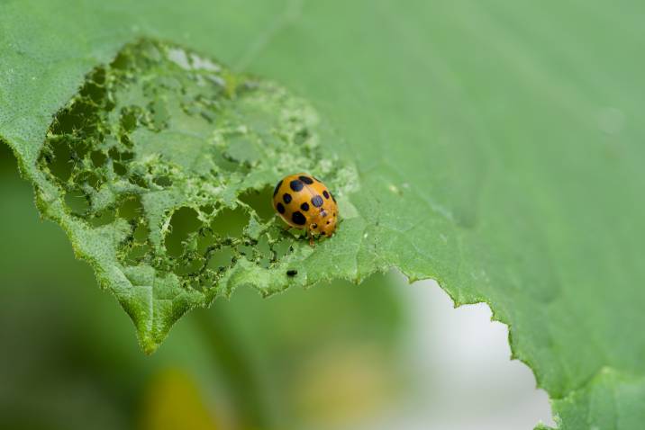 Mexican Bean Beetle eating a cucumber plant leaf