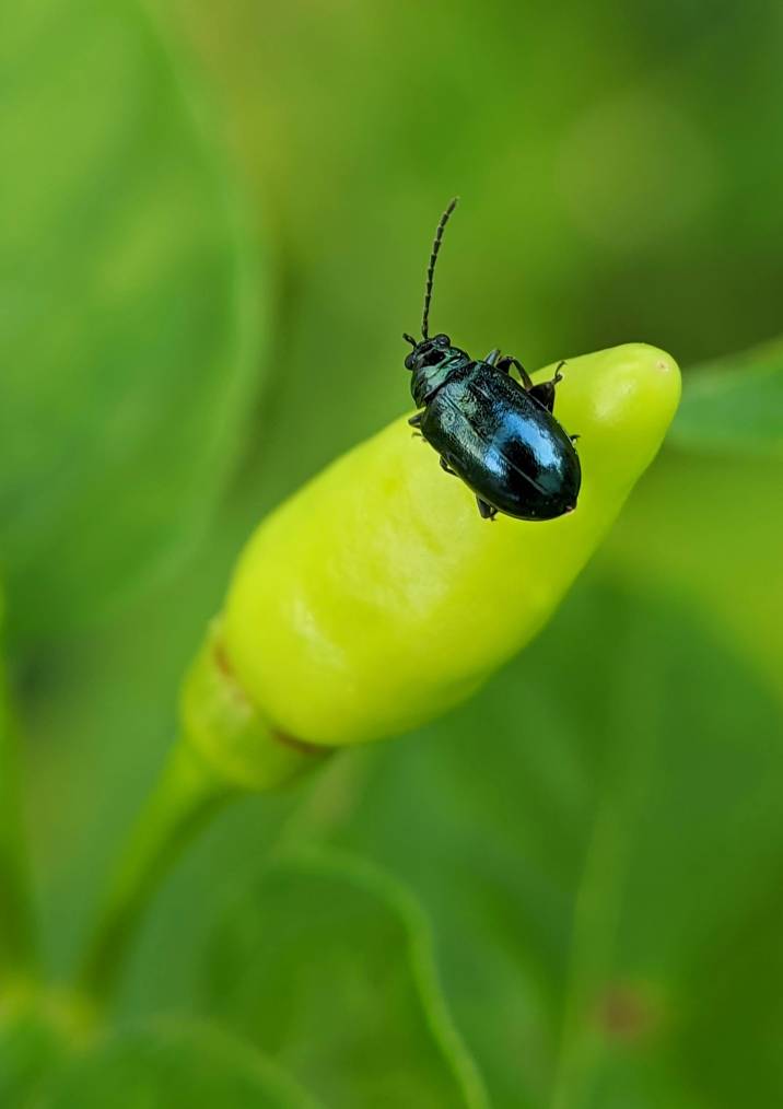 flea beetle on a vegetable plant