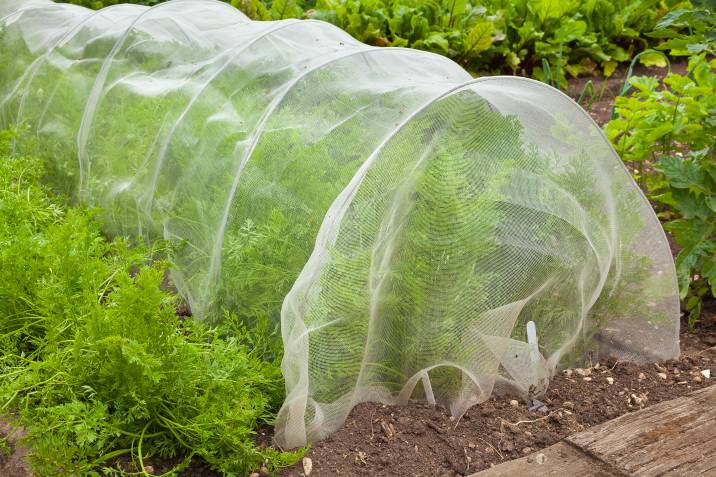 floating row cover netting over plants to exclude garden pests