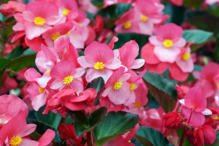 beautiful red begonia flowers in container garden