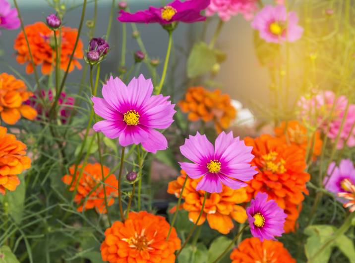 pink cosmos and orange zinnias flower combination in pot