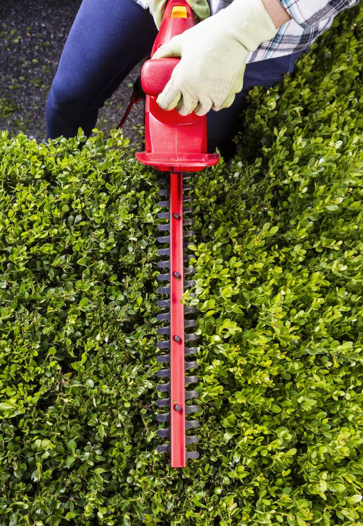 using large electric shears to trim a bush or shrub