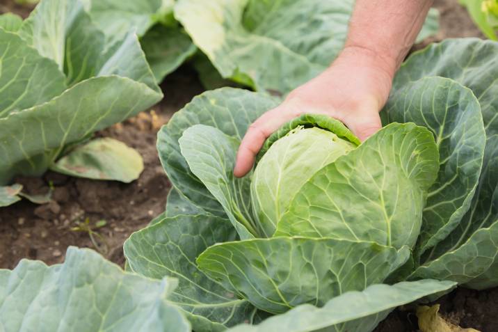 growing cabbage vegetable in winter