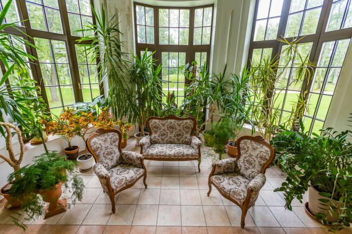 Plants in a sunroom