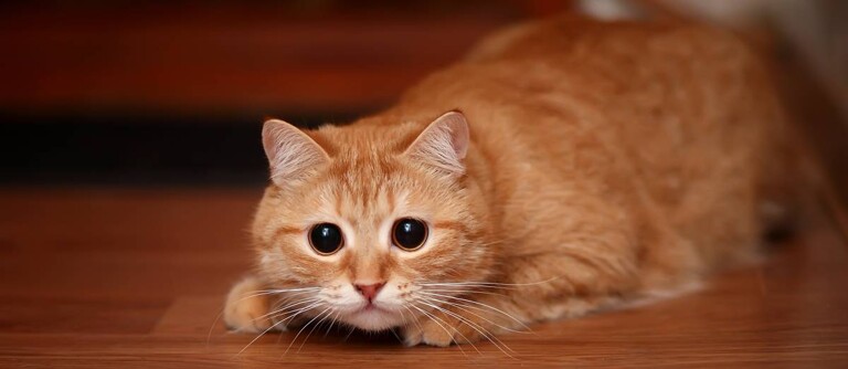 View of How Much Does Cat Grooming Cost in 2025 | Airtasker US