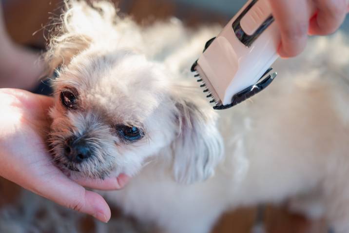 clipping a fluffy dog's fur 