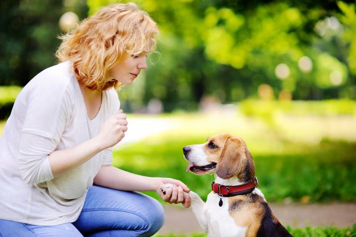 woman practicing paw command with Beagle in the park 