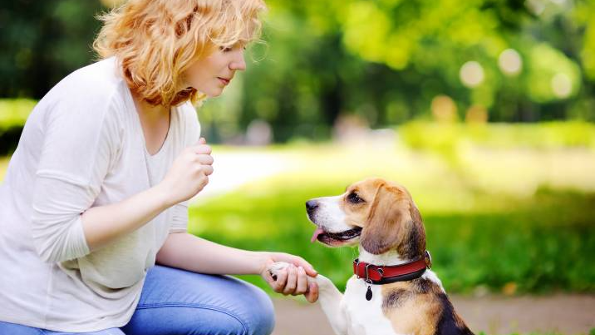 Being a Dog Trainer: Master the Art of Canine Coaching