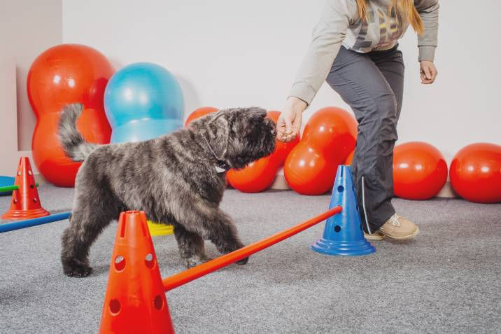 woman taking dog training class 