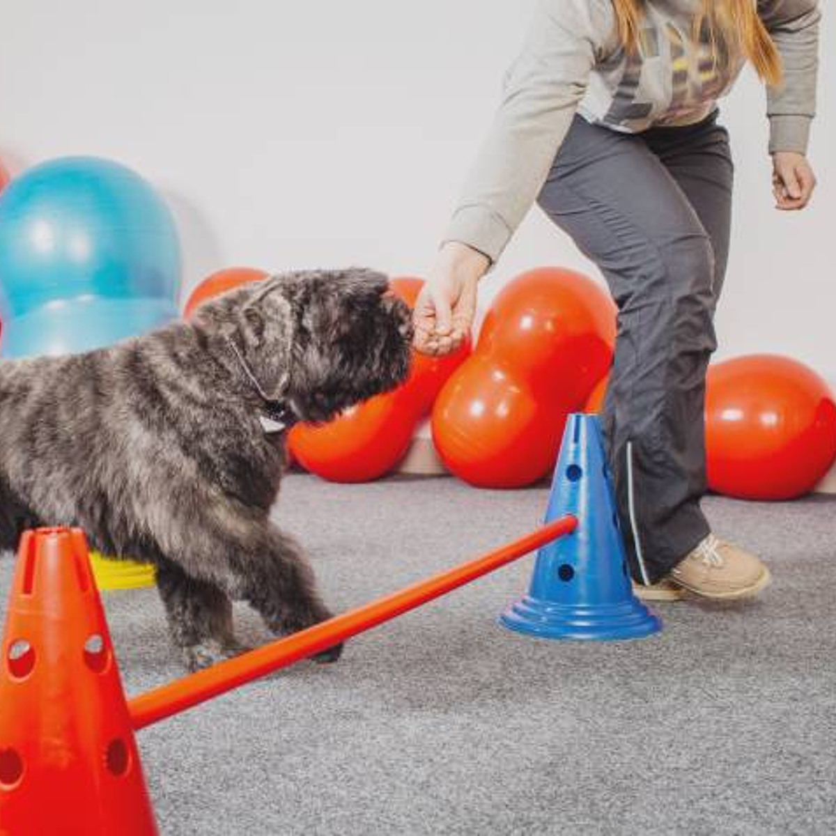 How to Become an Agility Dog Trainer: Ultimate Step-by-Step Guide