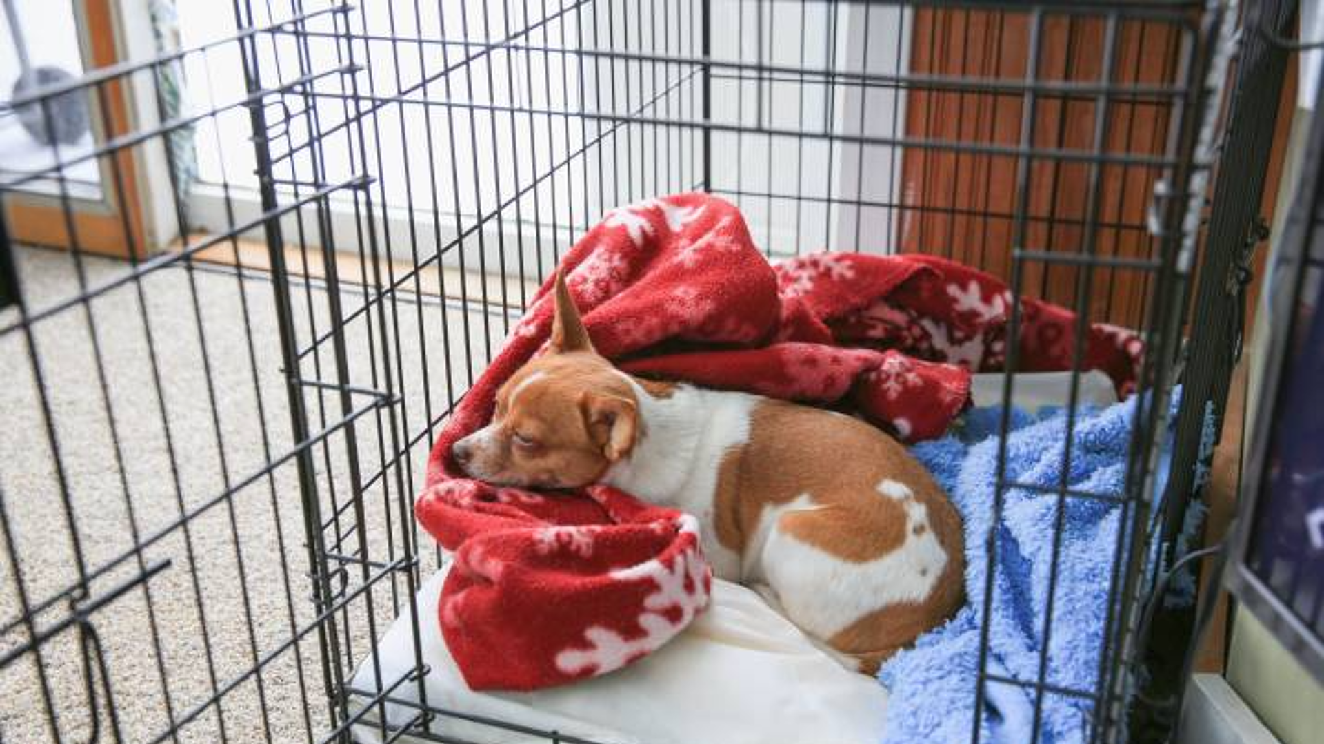 How to Crate Train Rescue Dog: Proven Tips for Success
