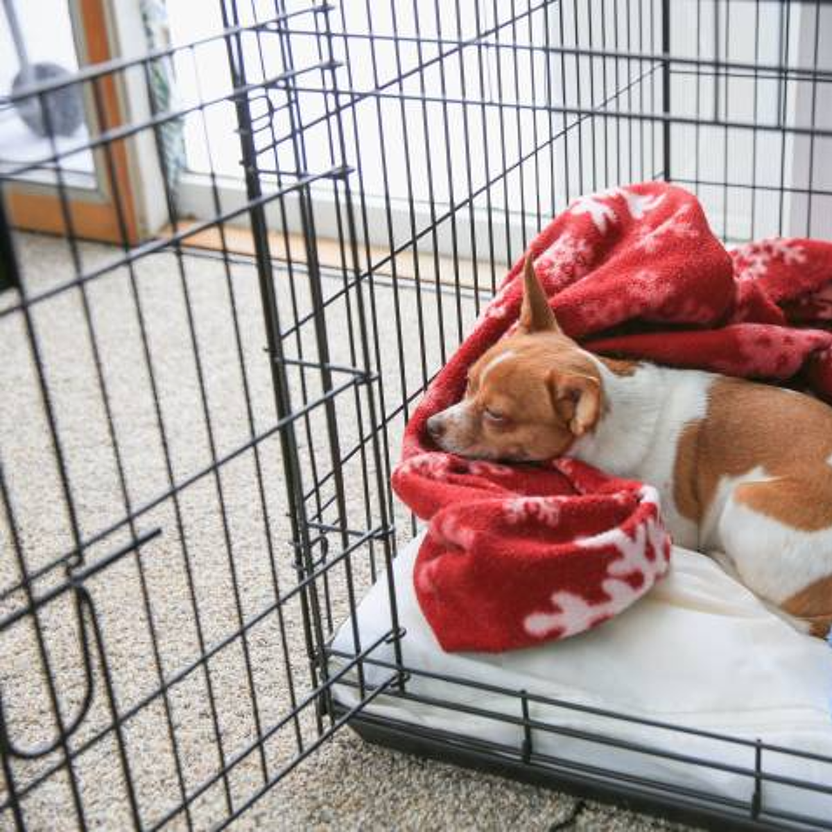 How To Crate Train A Rescue Dog? Expert Tips for Success