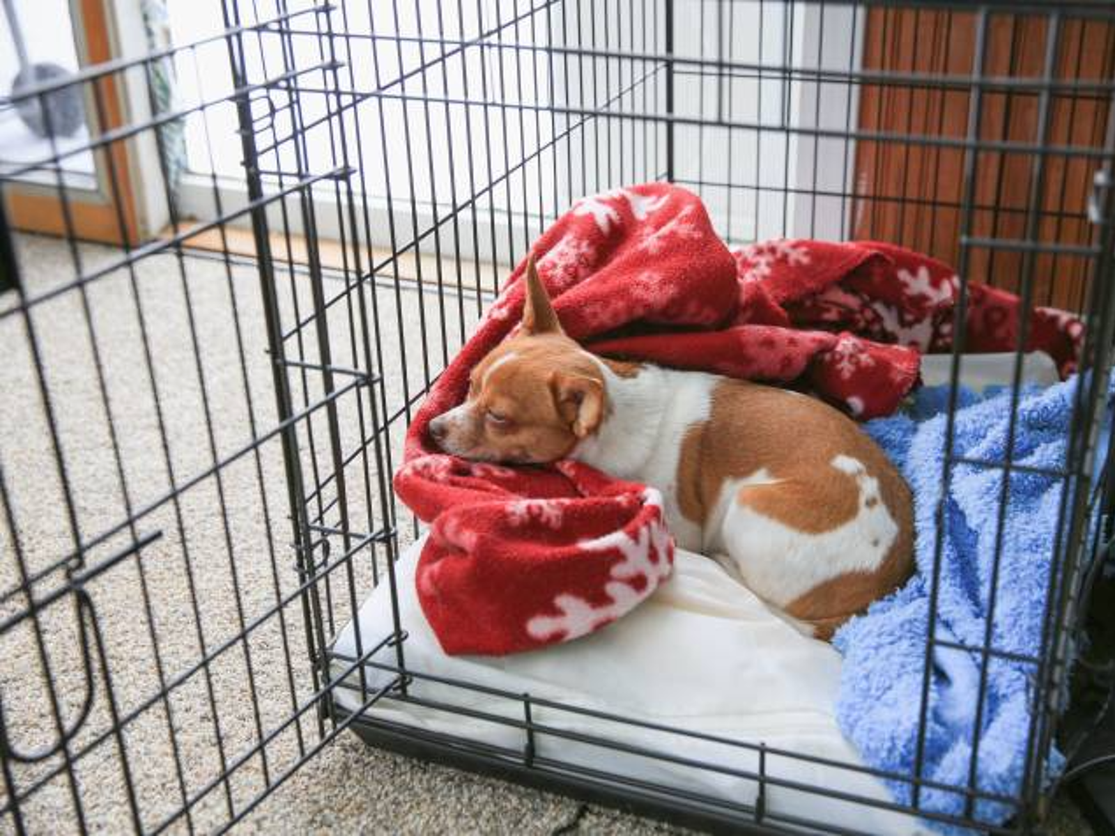 Should You Put a Bed in a Dog Crate? Essential Comfort Tips
