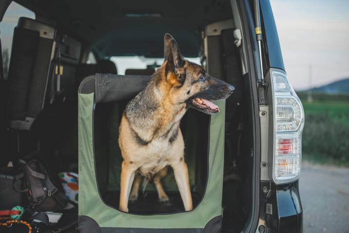 German Shepherd inside a fabric dog crate in trunk of car 