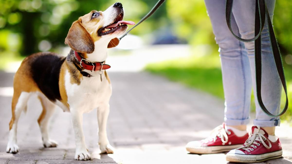 A dog walker holding a leash while a Beagle looks up attentively on a sunny day.