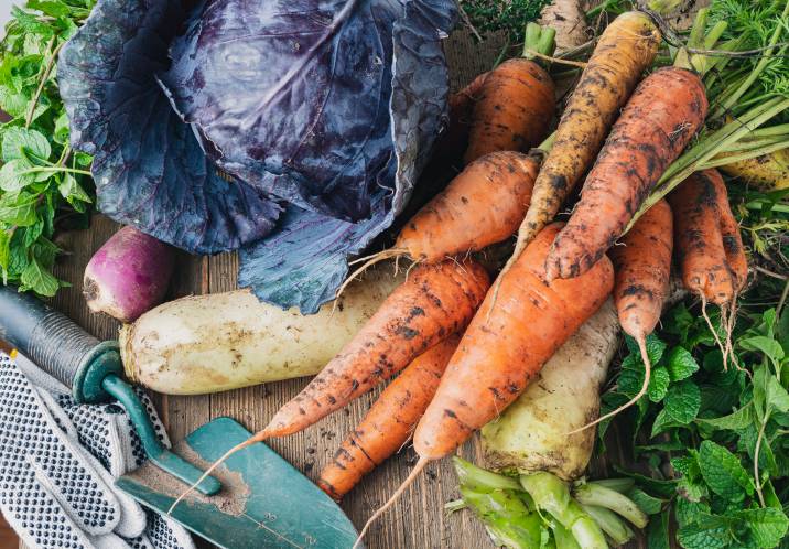 harvested winter vegetables including radishes, carrots, cabbage, and turnips