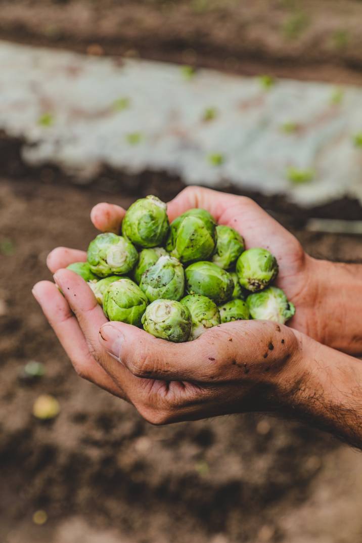 brussels sprouts in hands with earth in background