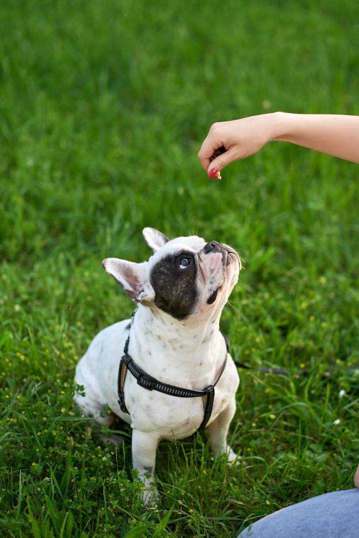 a woman holding treats to train a french bulldog
