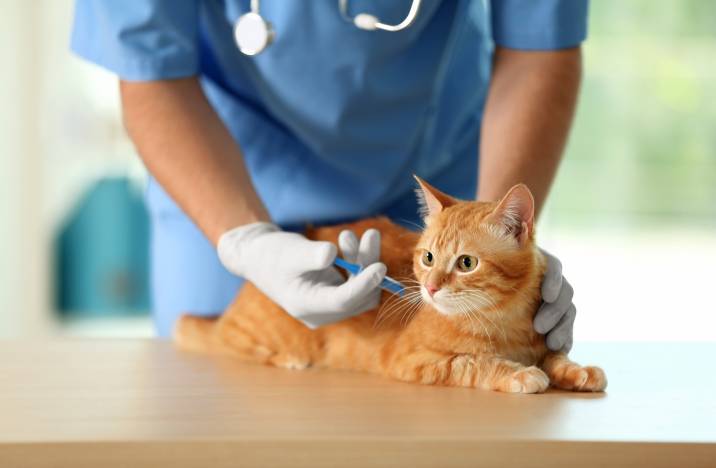 Vaccinating a cat at a vet clinic