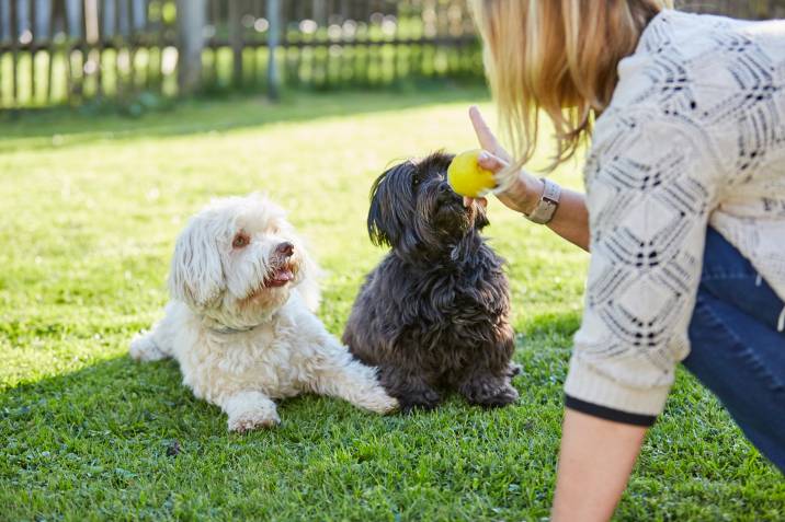 Woman holding a ball and training two dogs at the park
