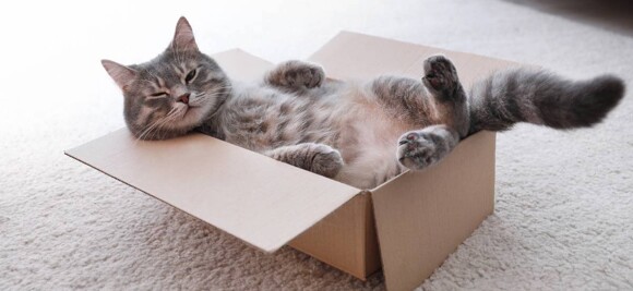 How Much Does Cat Grooming Cost in 2025 | Airtasker US