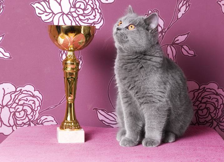 a cat beside a trophy