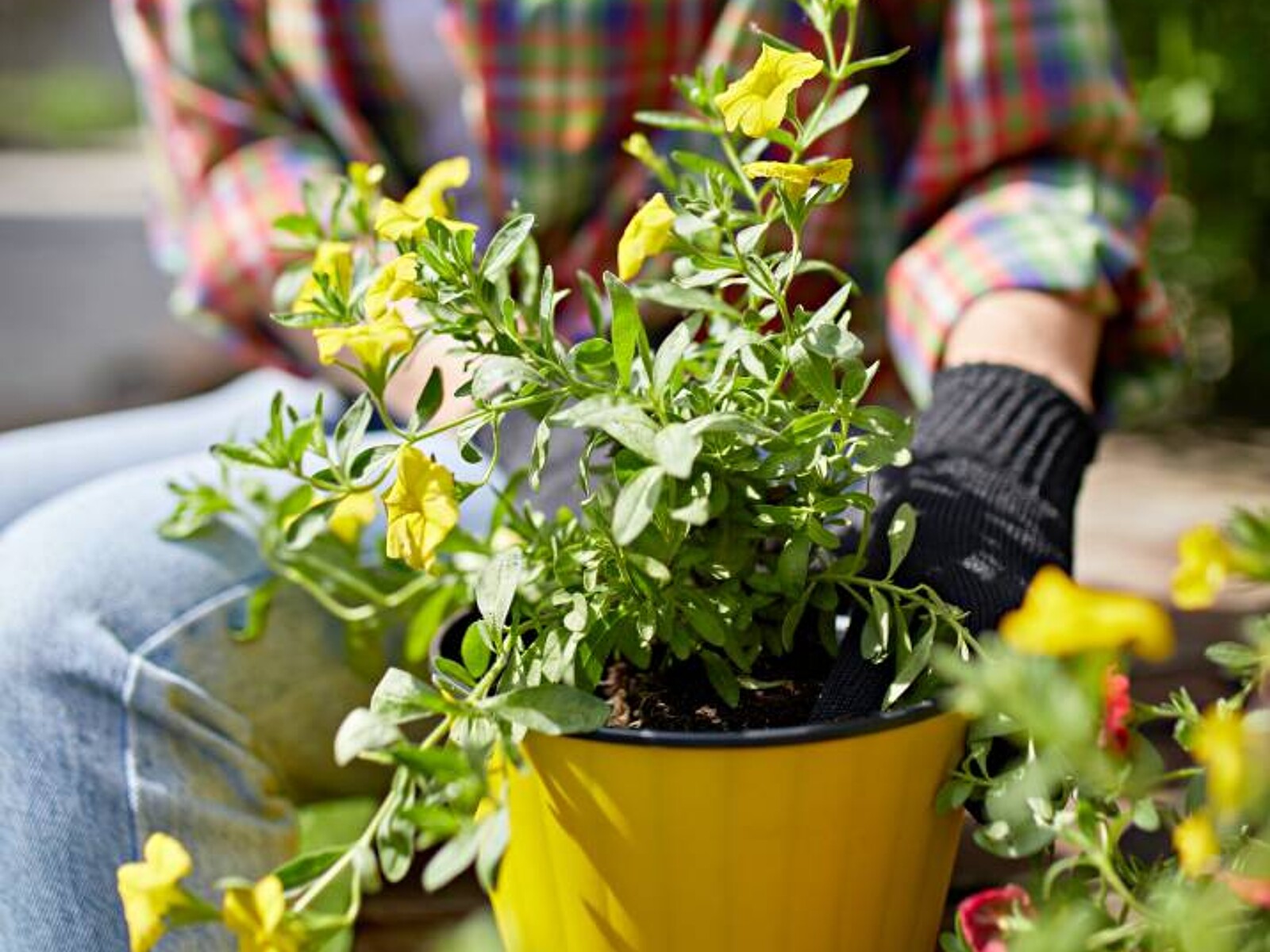 https://images.airtasker.com/v7/https://airtasker-seo-assets-prod.s3.amazonaws.com/en_US/1673591071276-gardener-at-work.jpeg?gravity=smart&w=1600&h=1200