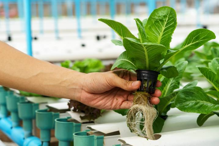 vegetable hydroponics