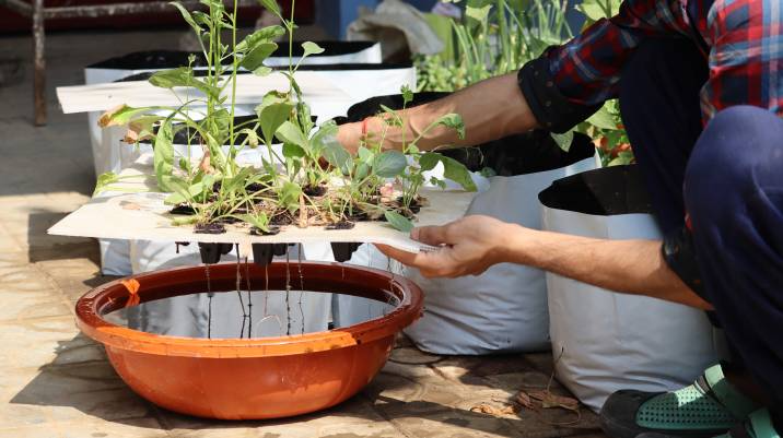 hydroponic gardening