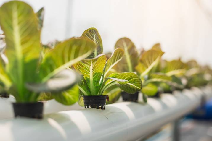 hydroponic gardening setup