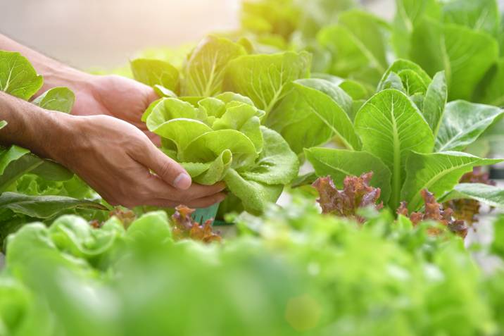 vegetables in a hydroponic garden