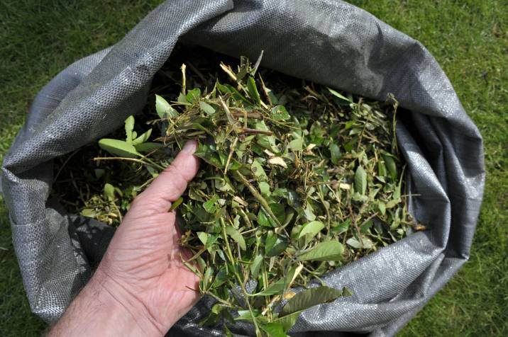 shredded leaves gathered for mulching