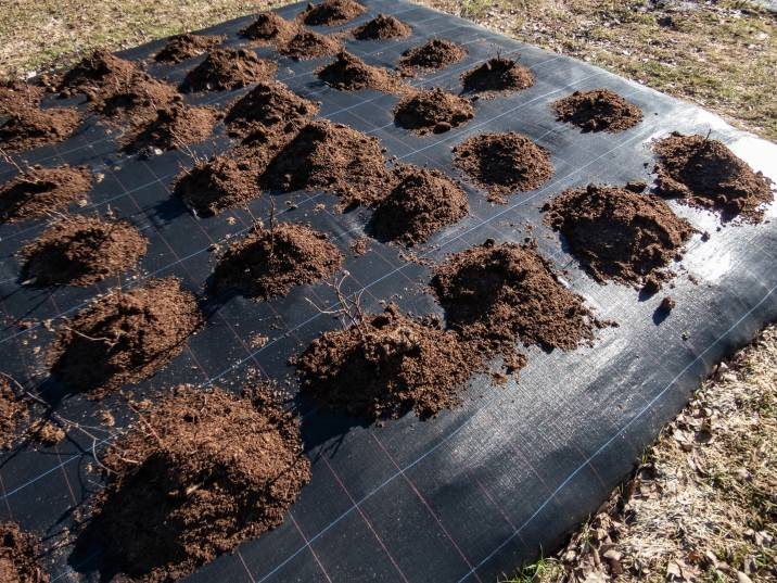 black plastic mulch