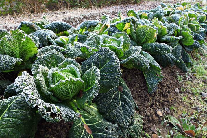 cabbage field with frost