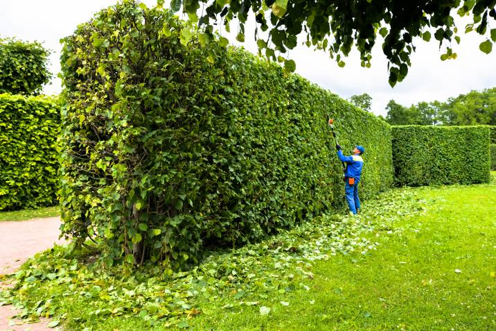 trimming the sides of the hedge