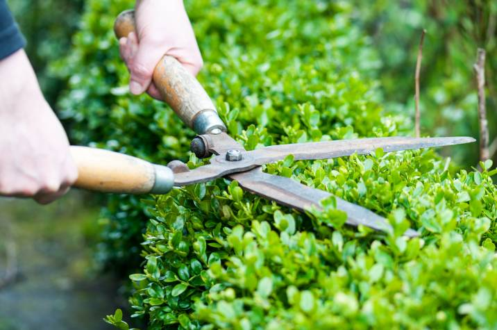 trimming the top of the hedge