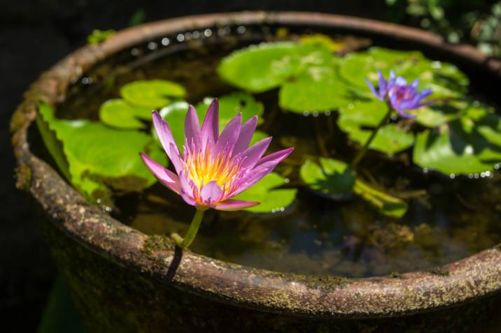 A rustic container holding a small pond with blooming purple water lilies and green lily pads