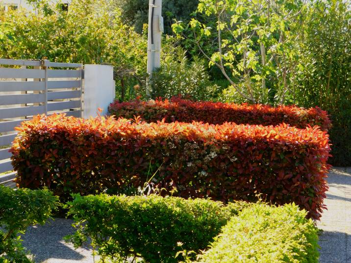 red robbin hedge plant