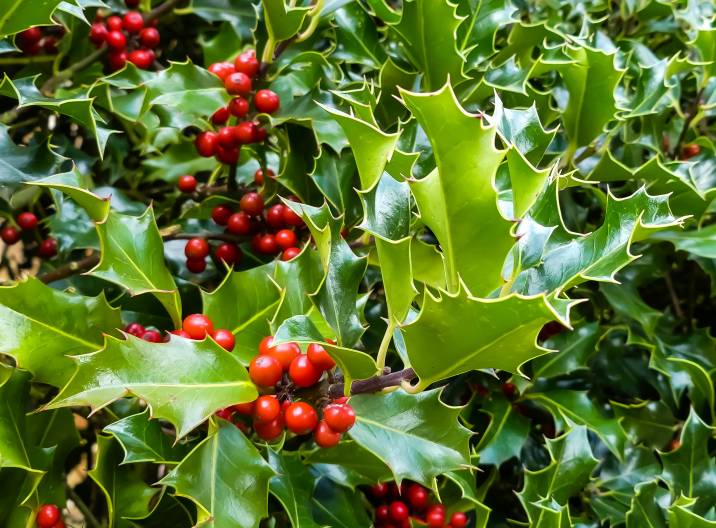 holly hedge plant