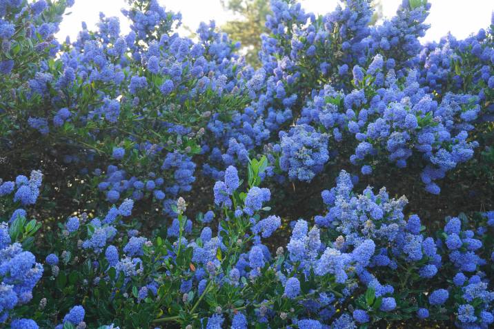 california lilac hedge plant