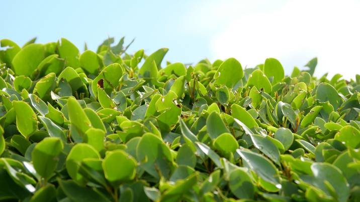 Griselinia hedge plant